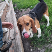 Sam, a Black, Red, White Beagle Dog