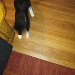 {petName}, a Black, White Domestic shorthair car Cat