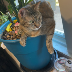{petName}, a Yellow, Light-grey American Shorthair Mix Cat